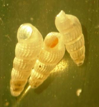 Chrysallida indistincta ?